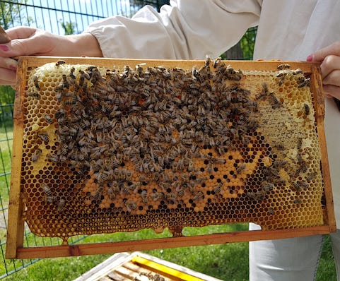 BienenBlurb