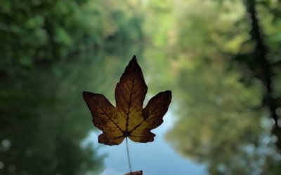 Herbstgrüße der Foto-AG